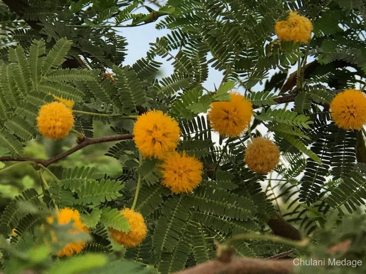 Vachellia farnesiana (L.) Wight & Arn.